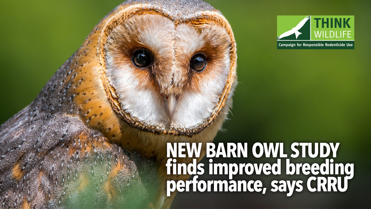 CRRU-barn-owl-nreeding